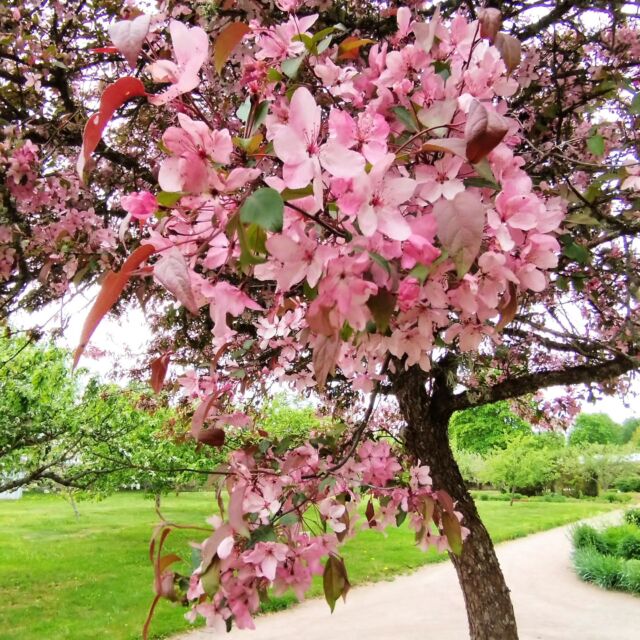 The Blossoms and leaves in plenty
From the apple tree fall each day;
The merry breezes approach them,
And with them merrily play. 🌸