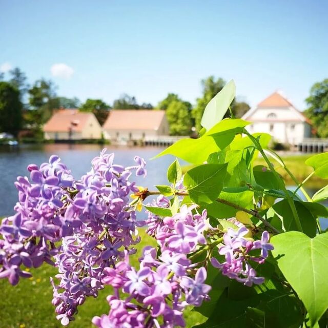And it’s always the lilac garden on the other side of the river. If the soul should ask you if that is far from here, you should say: " On the other side of the river, not this one, but the one over there."

.
.
#vihulamanor