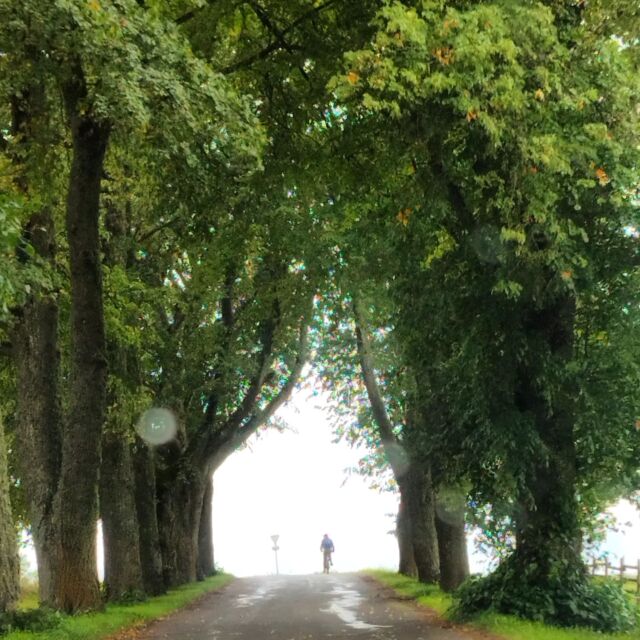 Rain falling in autumn is amazing because it reminds us that winter is coming, but not yet.There are 14 weeks until Christmas. 😊

.
.