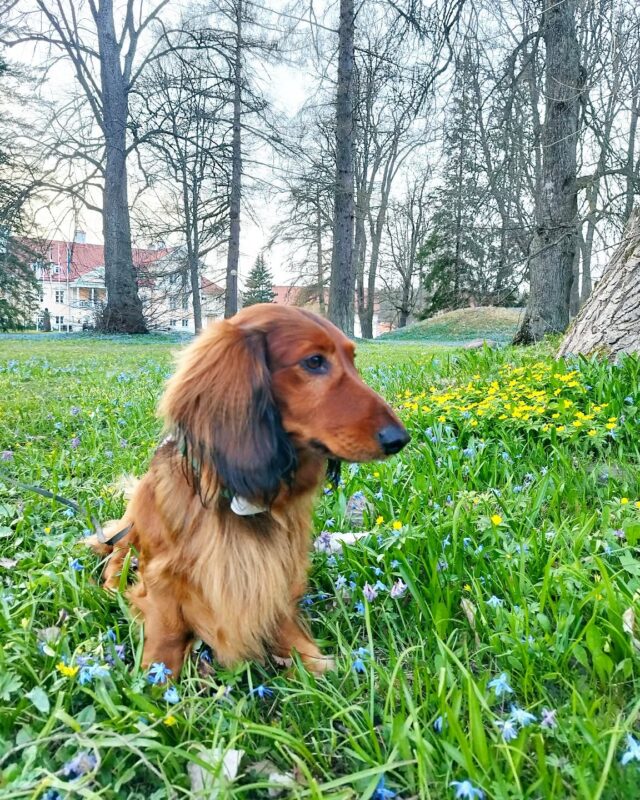 Ka meie neljajalgne külaline on puhkusega rahul – jalutuskäik mõisa pargis, seejärel väärikas poseerimine roheluses ja mõnus tukastus hotellitoas.

.
.
#vihulamanor #lemmikloom #mydog #myfavoriteplace #likethisplace #puhkaeestis #dogfriendlyhotel