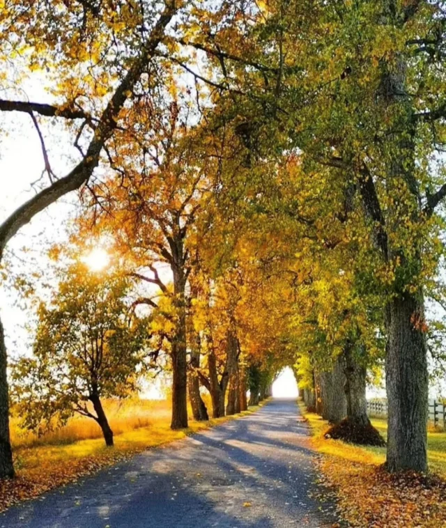 It’s time for cozy spa moments.
Golden leaves, and that special October light — nature’s way of saying it’s time to slow down. Tomorrow, everything will be different… winter is already whispering its arrival with morning frost.