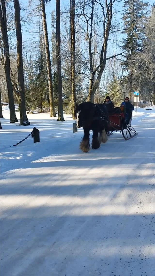 Just such a fairytale winter was needed! The sleigh ride brought so much joy to our guests.