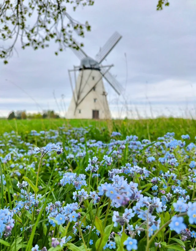 The windmill and the forget-me-nots welcome you as you arrive and see you off when you leave. They gently wave in the wind, and they already know you will be coming back again soon.🩵